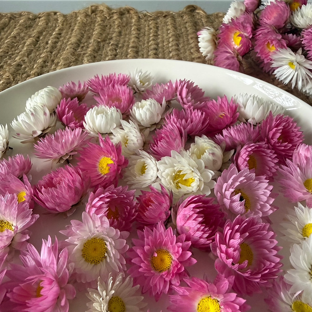 dried daisy heads