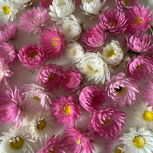 dried daisy heads