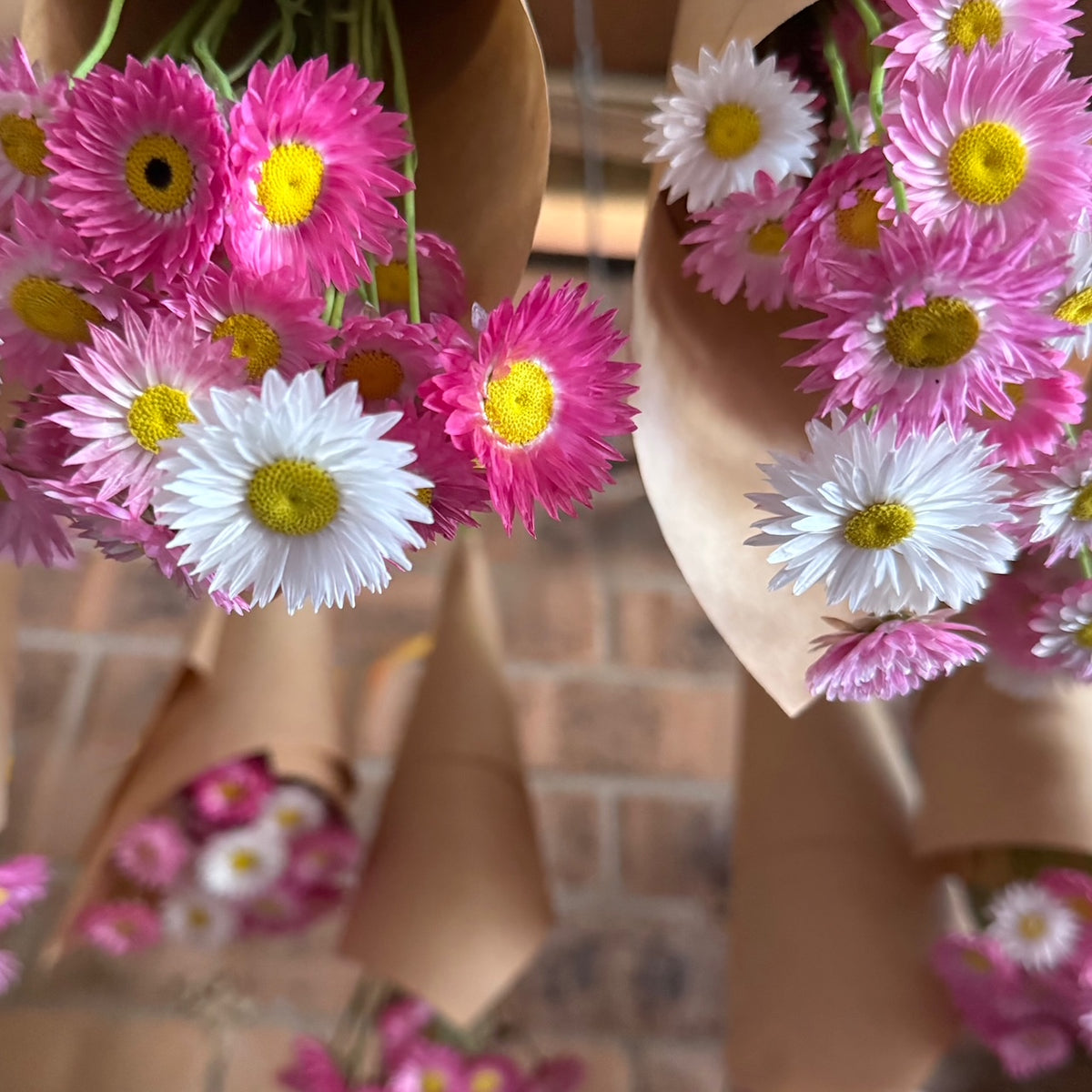 dried daisy heads