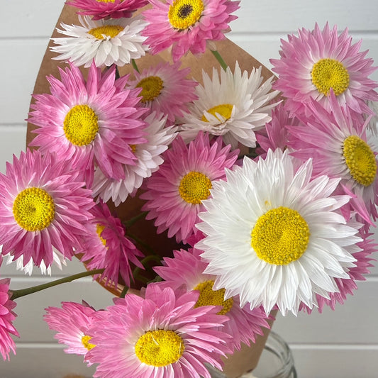 everlasting daisies