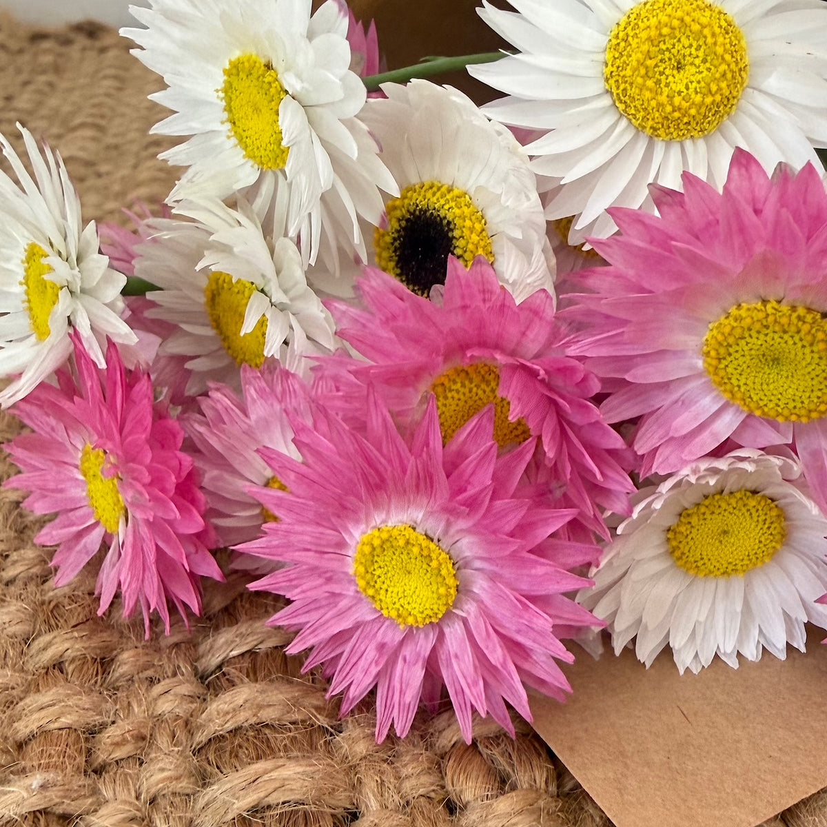 everlasting daisies