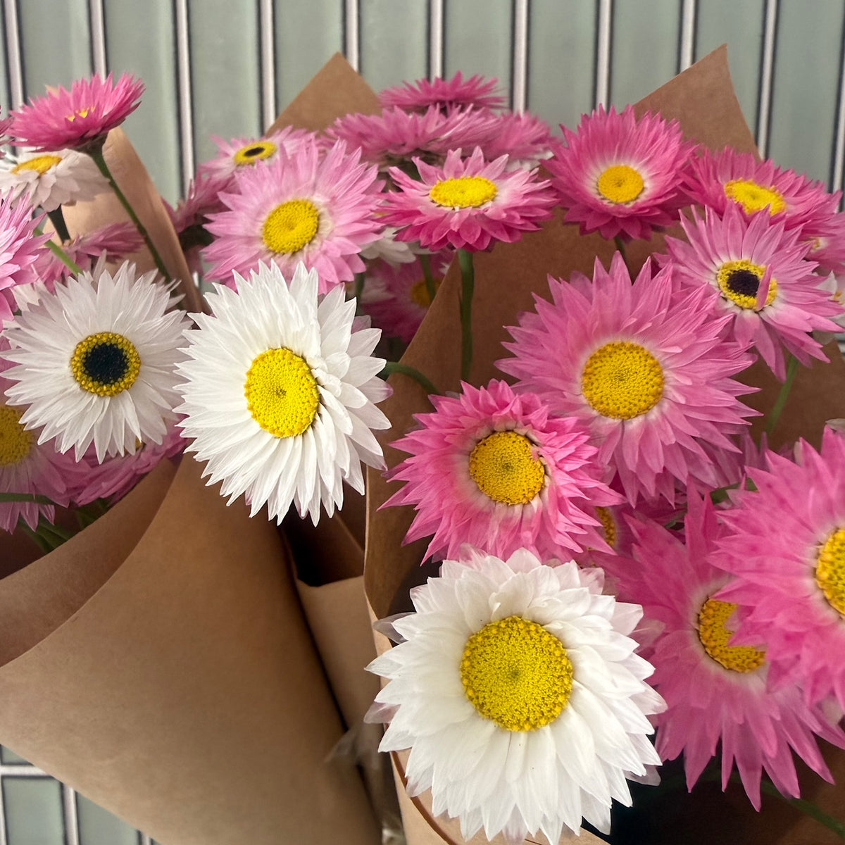 everlasting daisies