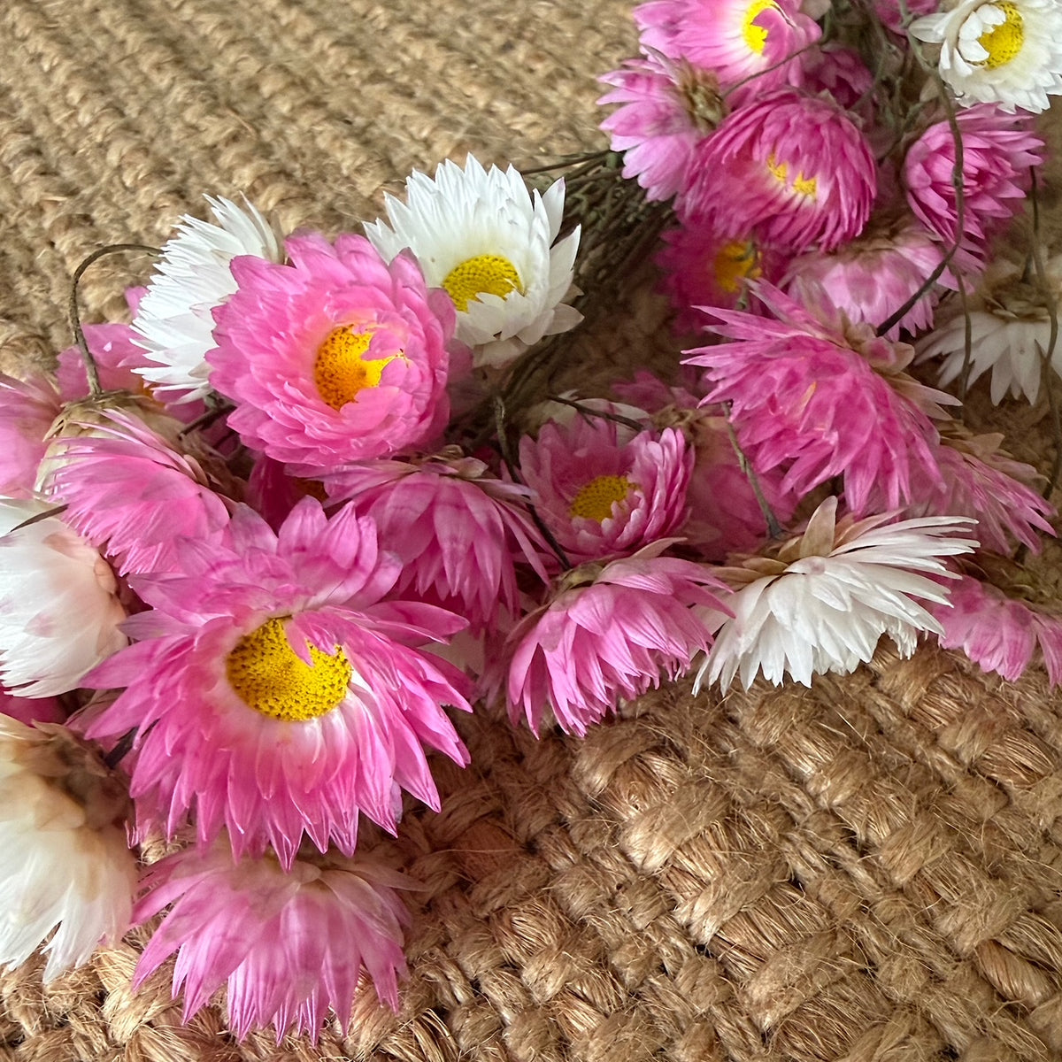 dried daisy heads