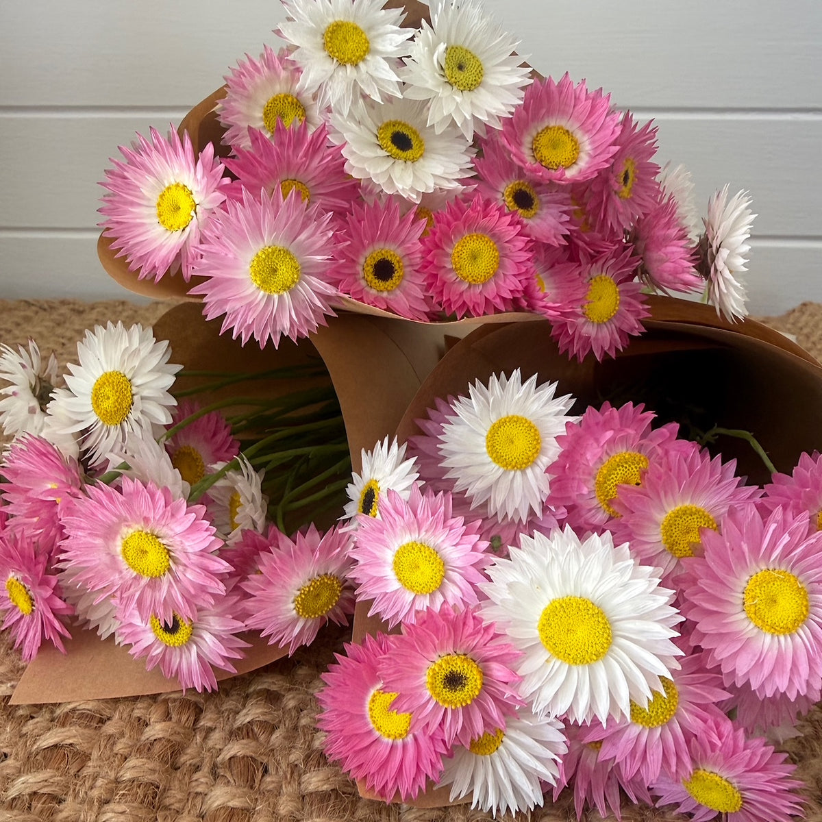 everlasting daisies