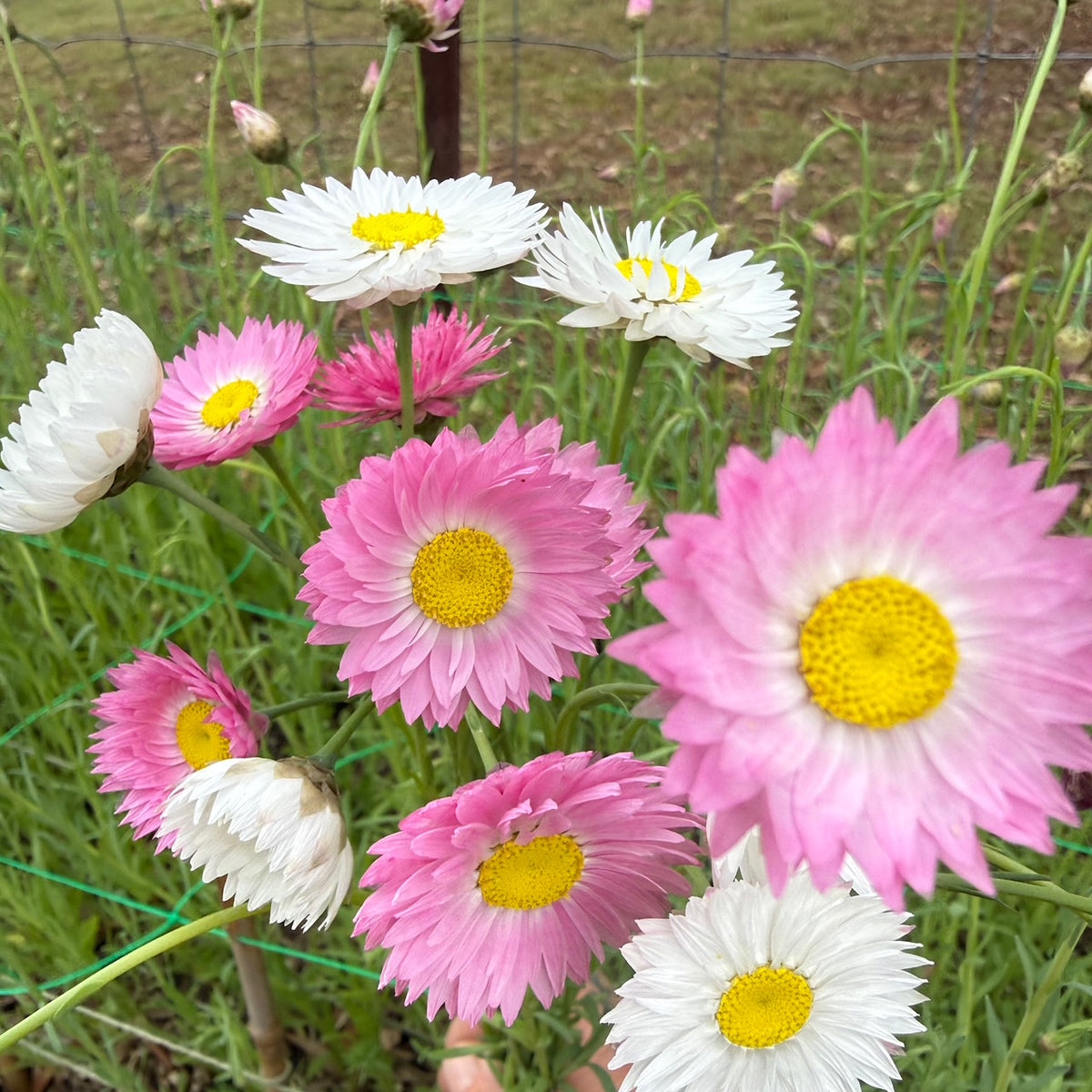 dried daisy heads